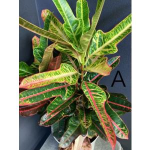 選べる 観葉植物 熱帯植物 クロトン インテリ...の詳細画像5