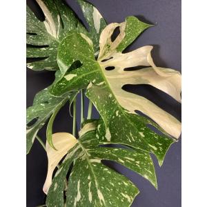 人気 観葉植物 熱帯植物 エピプレムナム ピナツム マーブル