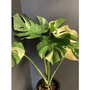 観葉植物 熱帯植物 モンステラ タイコンステレ...の詳細画像1