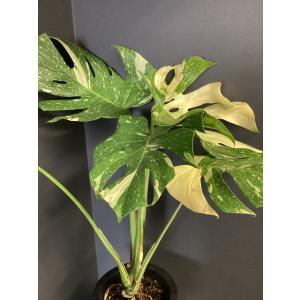 観葉植物 熱帯植物 モンステラ タイコンステレ...の詳細画像2