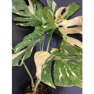 観葉植物 熱帯植物 モンステラ タイコンステレ...の詳細画像3