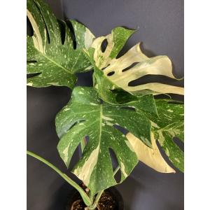 観葉植物 熱帯植物 モンステラ タイコンステレ...の詳細画像4