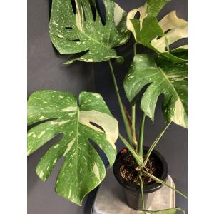 観葉植物 熱帯植物 モンステラ タイコンステレ...の詳細画像5