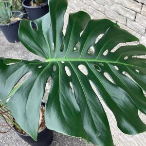 観葉植物 熱帯植物 モンステラ デリシオサ デリ...の商品画像