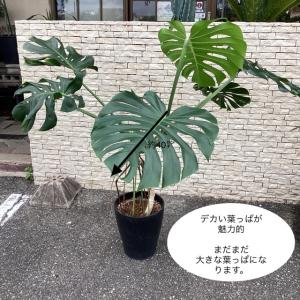 観葉植物 熱帯植物 モンステラ デリシオサ デ...の詳細画像1