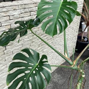 観葉植物 熱帯植物 モンステラ デリシオサ デ...の詳細画像2