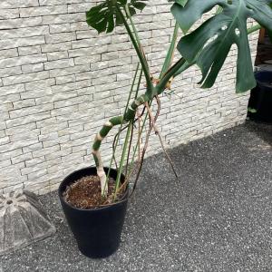観葉植物 熱帯植物 モンステラ デリシオサ デ...の詳細画像3