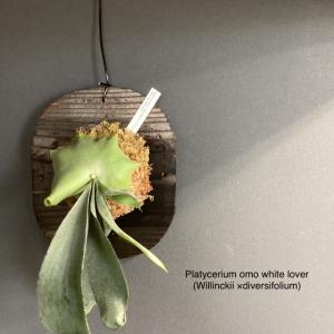 着生植物 観葉植物 コウモリラン ビカクシダ o...の商品画像