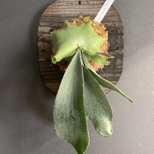 着生植物 観葉植物 コウモリラン ビカクシダ ...の詳細画像1