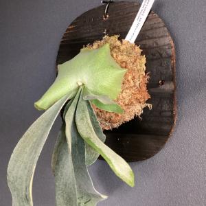 着生植物 観葉植物 コウモリラン ビカクシダ ...の詳細画像4