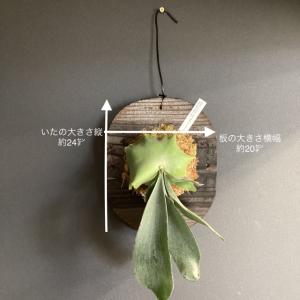 着生植物 観葉植物 コウモリラン ビカクシダ ...の詳細画像5