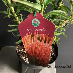 選べる オーストラリア植物 観葉植物 リューコ...の詳細画像2