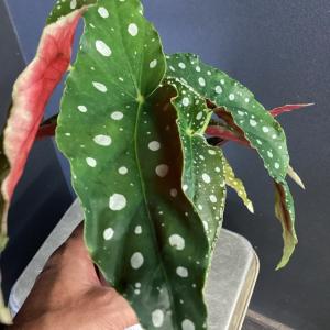 観葉植物 熱帯植物 ベゴニア マクラータ 水玉模...の商品画像
