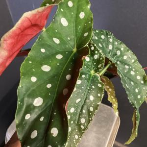 観葉植物 熱帯植物 ベゴニア マクラータ 水玉...の詳細画像1
