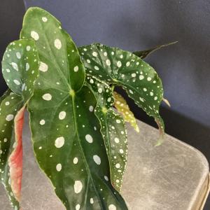 観葉植物 熱帯植物 ベゴニア マクラータ 水玉...の詳細画像2