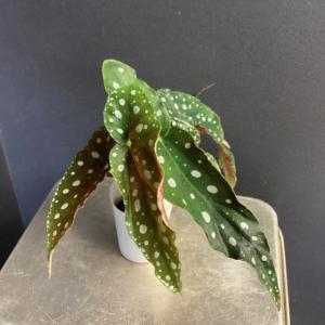 観葉植物 熱帯植物 ベゴニア マクラータ 水玉...の詳細画像3
