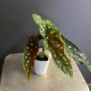 観葉植物 熱帯植物 ベゴニア マクラータ 水玉...の詳細画像4