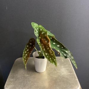 観葉植物 熱帯植物 ベゴニア マクラータ 水玉...の詳細画像5