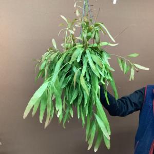 観葉植物 ソテツ 蘇鉄 幹上げ120センチ 極太 インテリア 素敵な