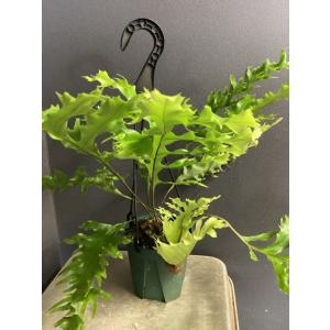 選べる 着生植物 観葉植物 ドリナリア クエル...の詳細画像1