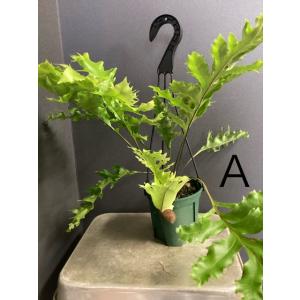 選べる 着生植物 観葉植物 ドリナリア クエル...の詳細画像2