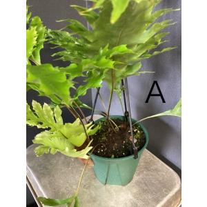 選べる 着生植物 観葉植物 ドリナリア クエル...の詳細画像3