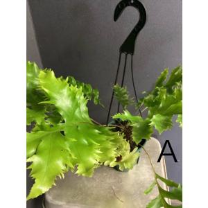 選べる 着生植物 観葉植物 ドリナリア クエル...の詳細画像4
