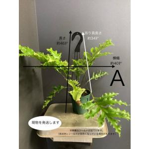 選べる 着生植物 観葉植物 ドリナリア クエル...の詳細画像5