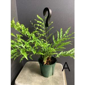 選べる 限定品 レア品種 着生植物 観葉植物 ...の詳細画像1