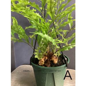 選べる 限定品 レア品種 着生植物 観葉植物 ...の詳細画像2