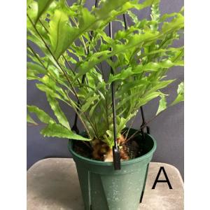 選べる 限定品 レア品種 着生植物 観葉植物 ...の詳細画像3
