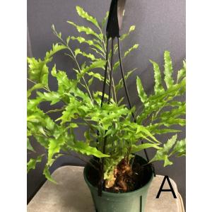 選べる 限定品 レア品種 着生植物 観葉植物 ...の詳細画像4