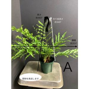 選べる 限定品 レア品種 着生植物 観葉植物 ...の詳細画像5