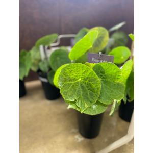 レア 観葉植物 熱帯植物 モンステラ ピナッティパルティタ ジェイド