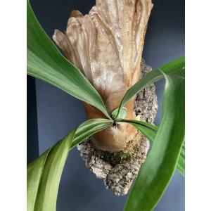 観葉植物 熱帯植物 モンステラ ボルシギアナ ホワイトタイガー ハーフ