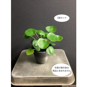 大特価 観葉植物 熱帯植物 ピレア ペペロミオイデス 2鉢セット