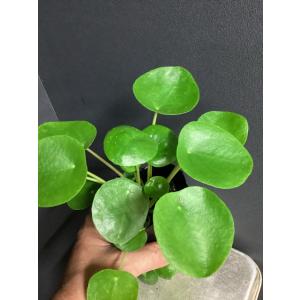 大特価 観葉植物 熱帯植物 ピレア ペペロミオ...の詳細画像2