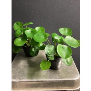 大特価 観葉植物 熱帯植物 ピレア ペペロミオ...の詳細画像3