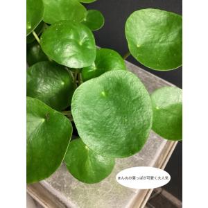 大特価 観葉植物 熱帯植物 ピレア ペペロミオ...の詳細画像4
