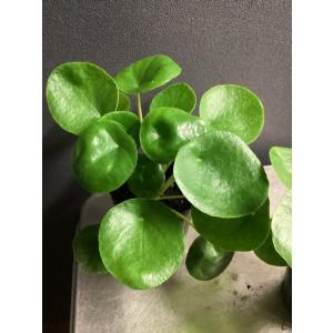 大特価 観葉植物 熱帯植物 ピレア ペペロミオ...の詳細画像5