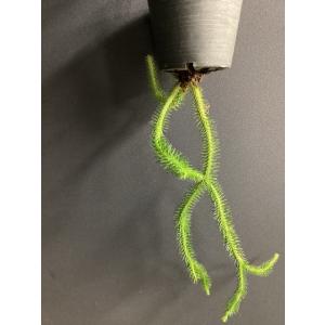 現品 人気 着生植物 観葉植物 フペルジア スク...の商品画像