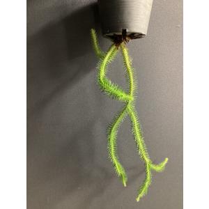 現品 人気 着生植物 観葉植物 フペルジア ス...の詳細画像1