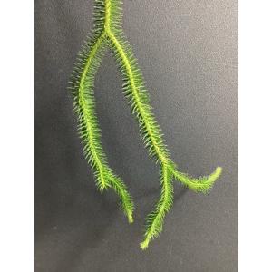 現品 人気 着生植物 観葉植物 フペルジア ス...の詳細画像2