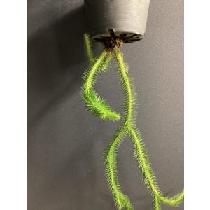 現品 人気 着生植物 観葉植物 フペルジア ス...の詳細画像3