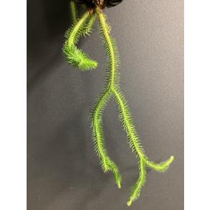 現品 人気 着生植物 観葉植物 フペルジア ス...の詳細画像4