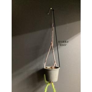 現品 人気 着生植物 観葉植物 フペルジア ス...の詳細画像5