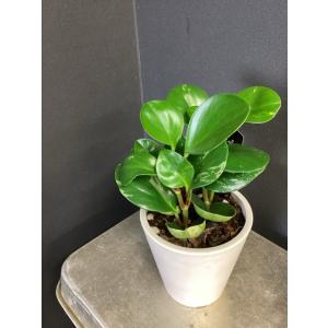 観葉植物 熱帯植物 ペペロミア グリーンゴールド 斑入り オシャレなプラスチック鉢 インテリア 素敵なプランツ 育てやすい観葉植物
