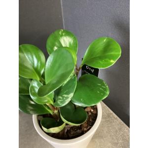 観葉植物 熱帯植物 ペペロミア グリーンゴール...の詳細画像1