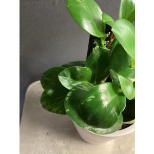 観葉植物 熱帯植物 ペペロミア グリーンゴール...の詳細画像2