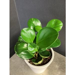観葉植物 熱帯植物 ペペロミア グリーンゴール...の詳細画像3